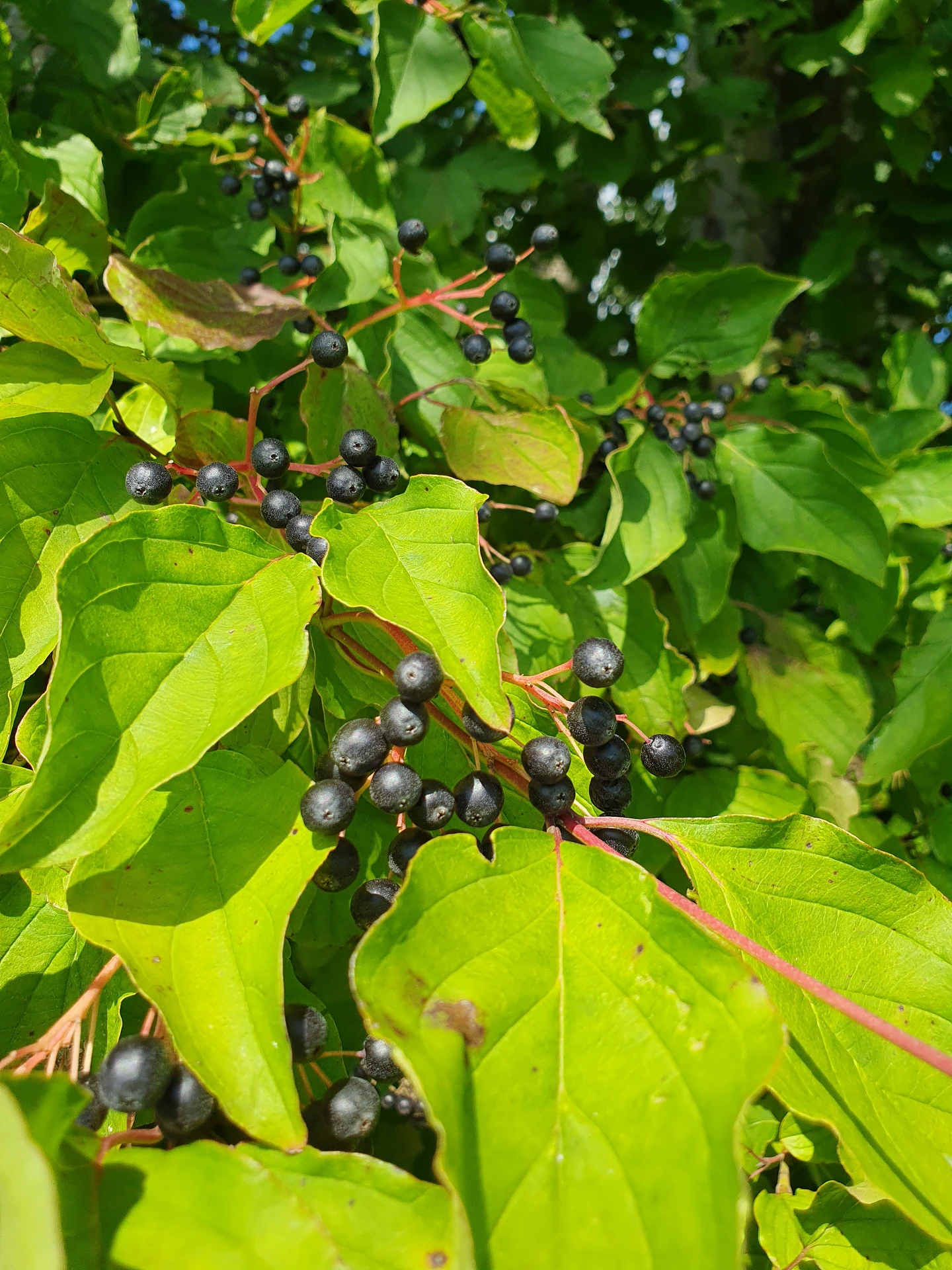 Schwarze Beeren des Hartriegels