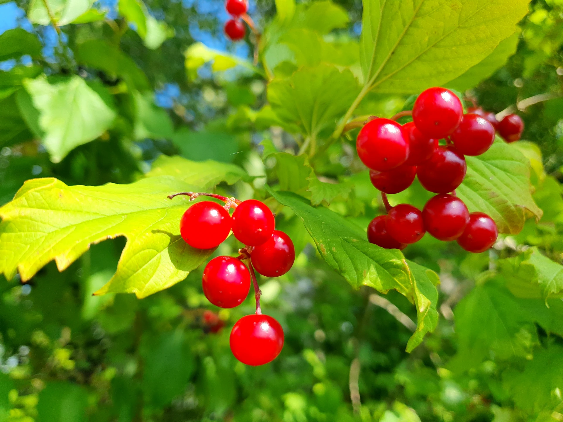 Leuchtend rote Heckenkirschen in Nahaufnahme