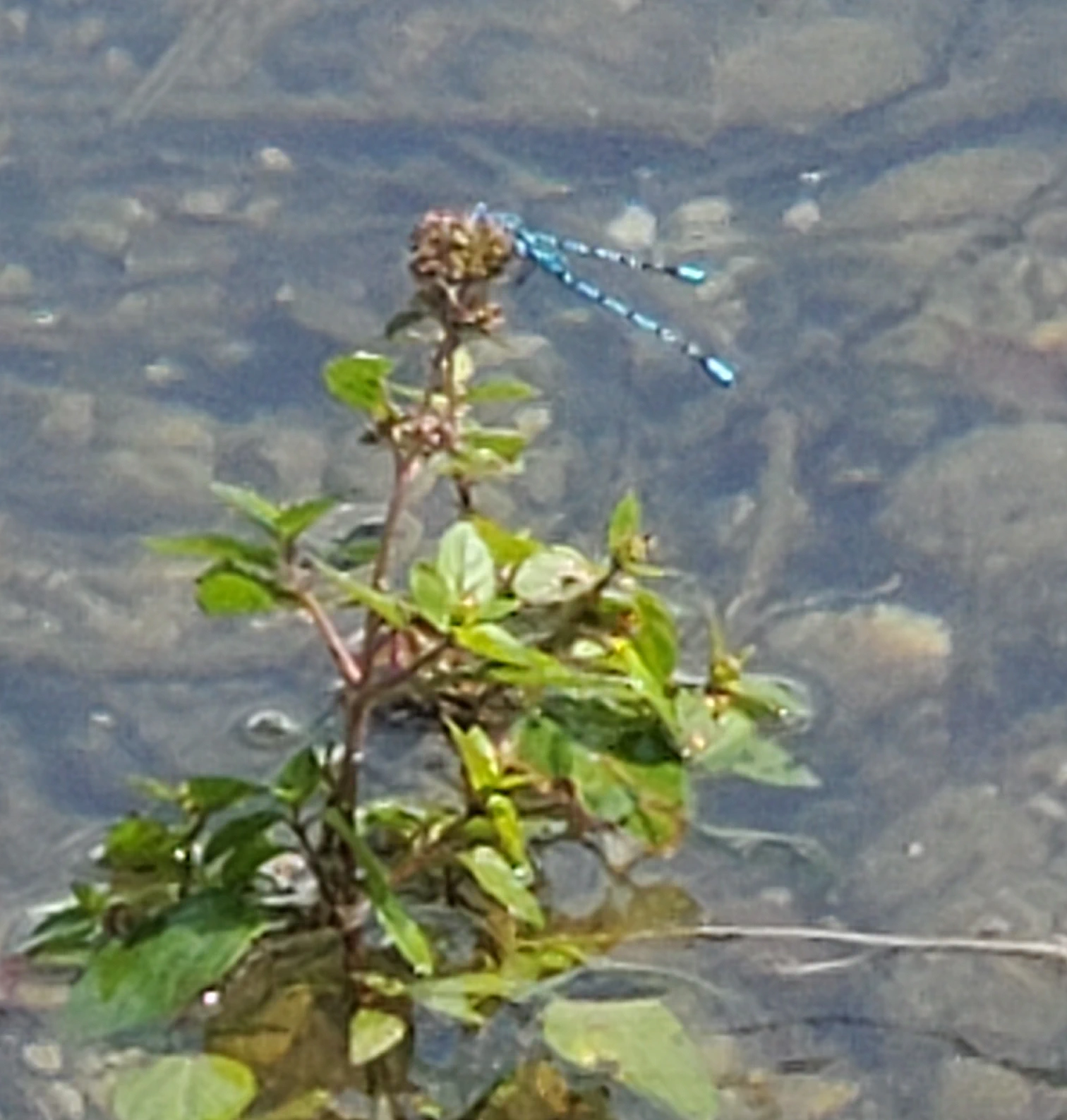 Eine blaue Libelle an einer Pflanze im See