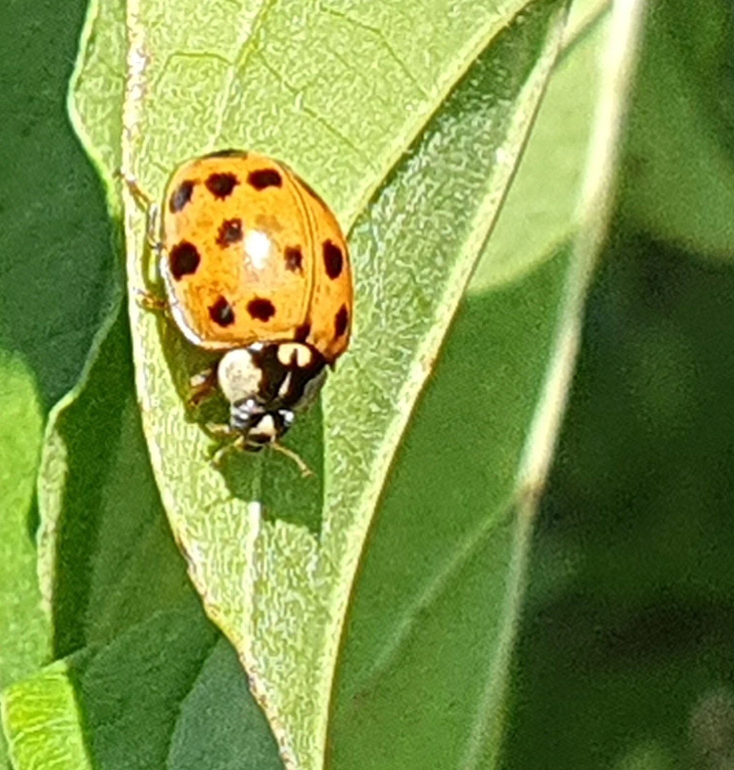 Asiatischer Marienkäfer auf einem Blatt