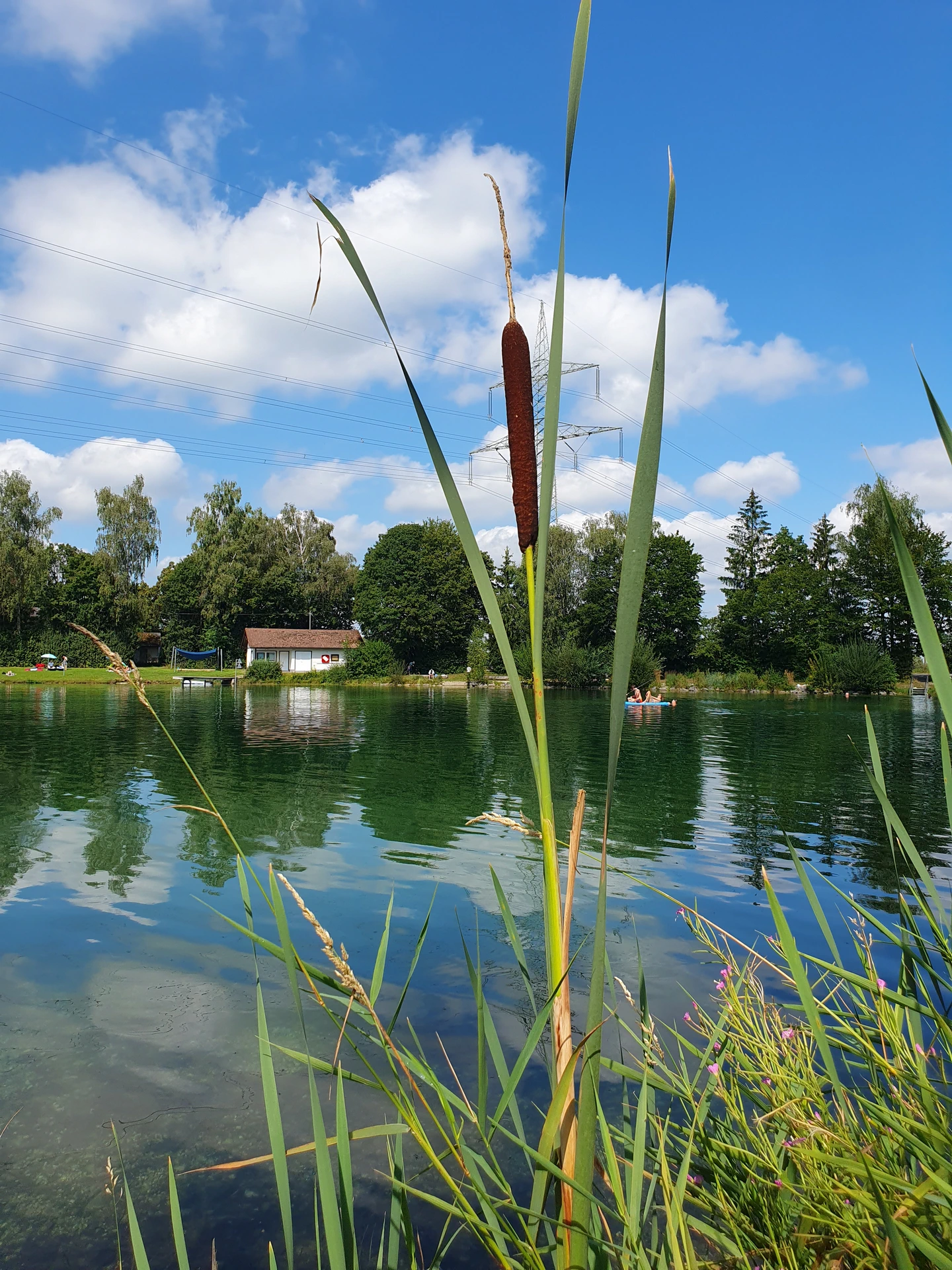 Ein Rohrkolben am Ufer des Lüßer Badeweihers