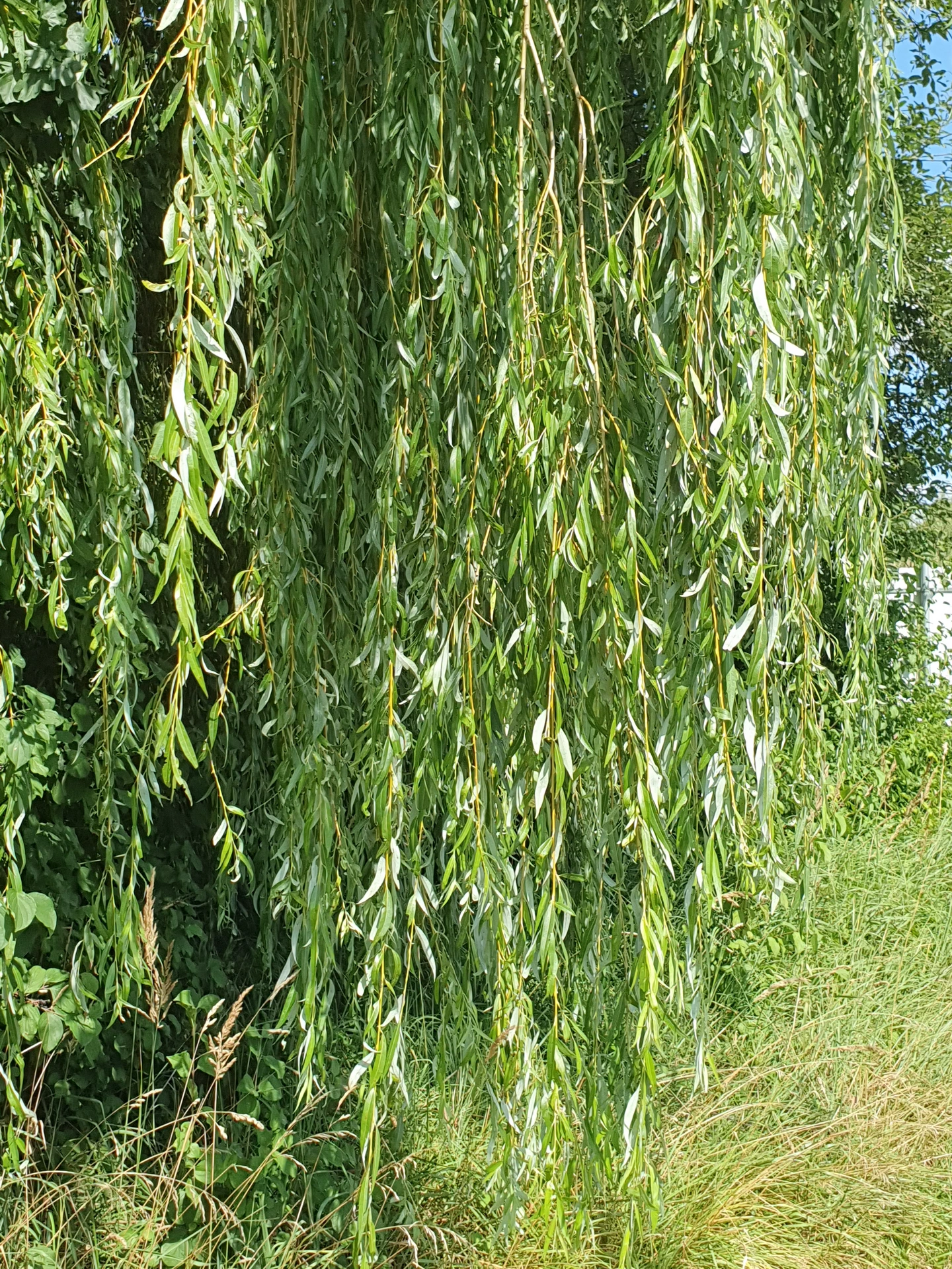 Nahaufnahme einer großen Trauerweide
