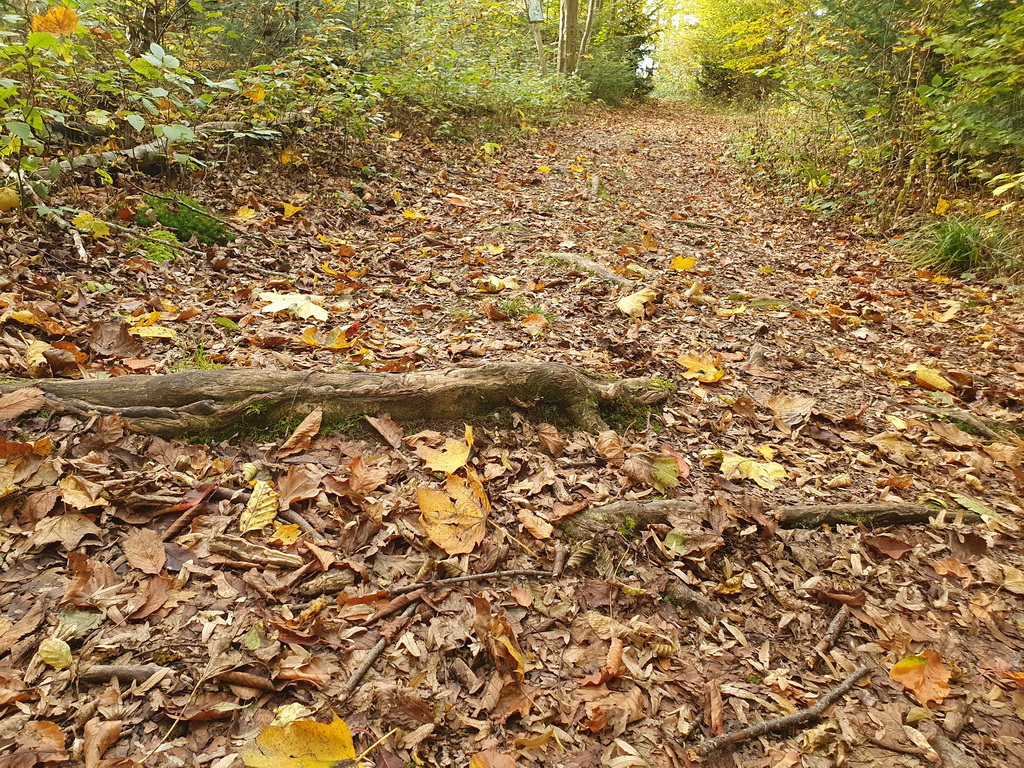 Waldweg mit Wurzel und viel Herbstlaub