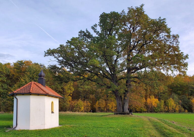 naturpfad forstinning kapelle 768x545