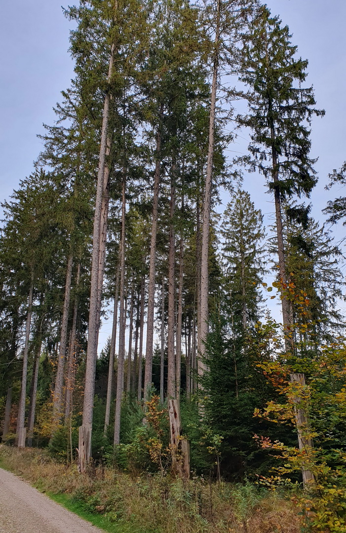 Einige hohe und ganz gerade Bäume im Wald