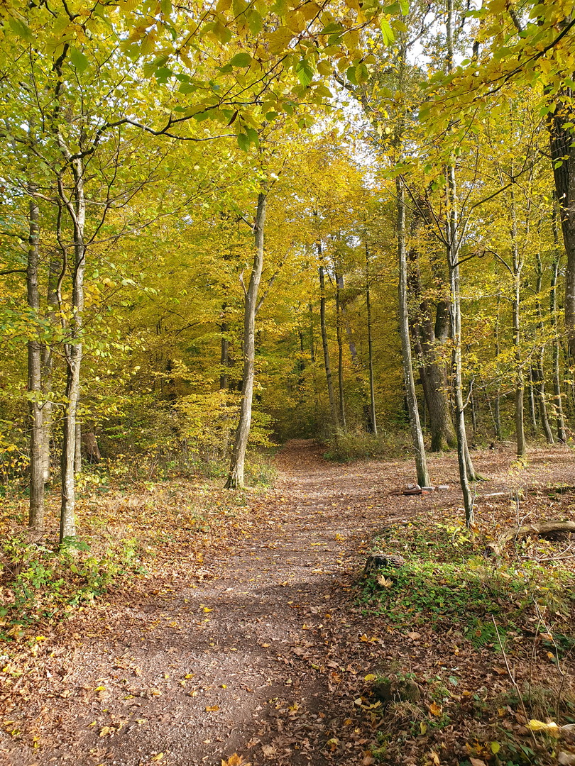 Blick in den Wald mit seinen schönen Herbstfarben