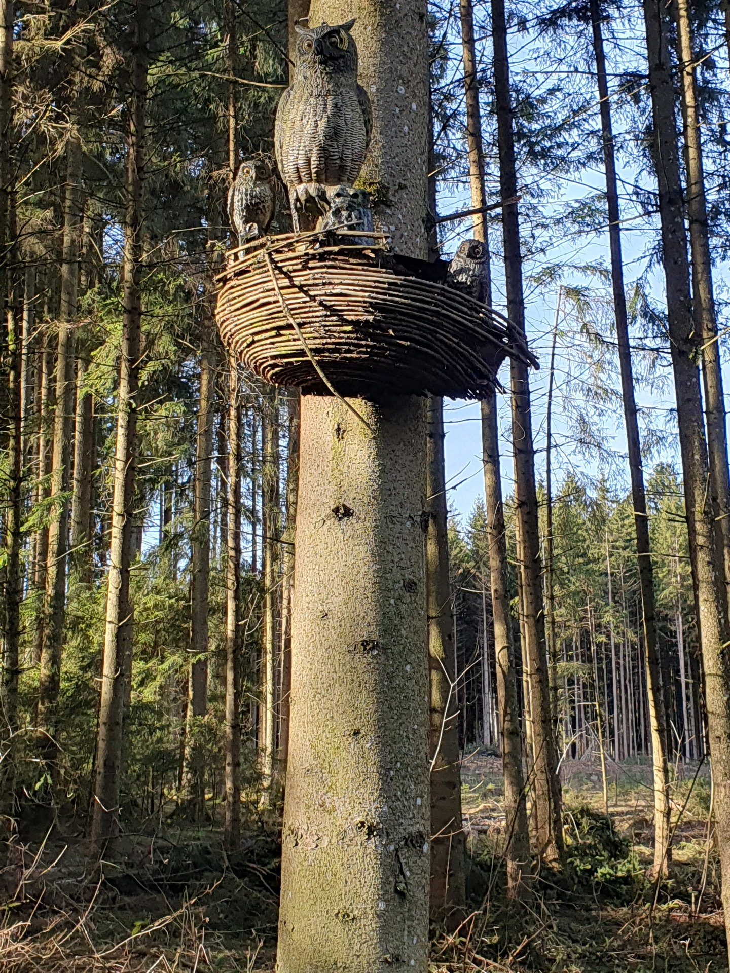 Eine Eulenfamilie sitzt in einem Nest auf einem Baum.